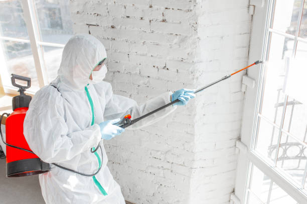 Mold Odor Removal Services in Bellevue, OH